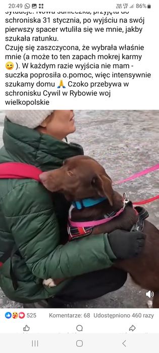 Słodka grzcznw szczeniaka Czoko szuka opiekun