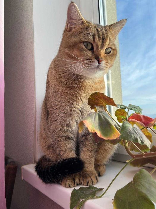 В'язка котів. Шотландський прямовухий кіт, золота шиншила