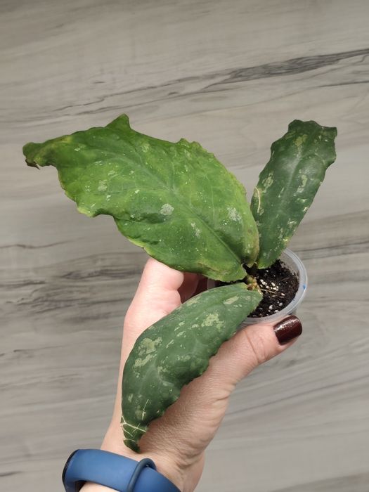 Хойя Hoya Mitrata Silver, Latifolia silver та ін.