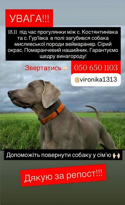 Пропала собака веймаранер.