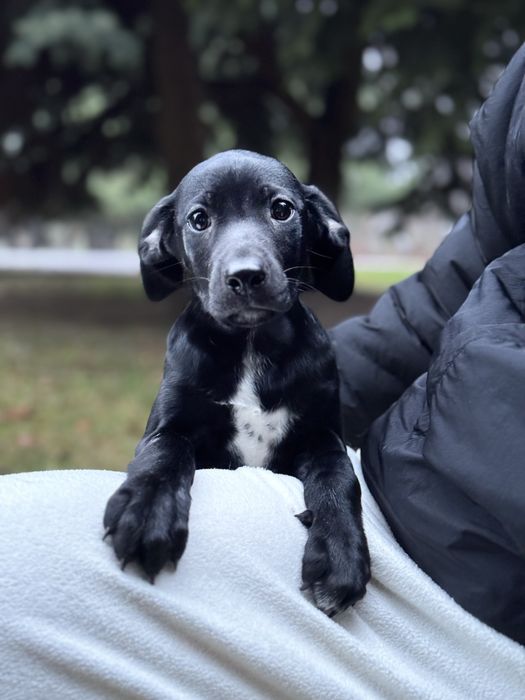 Щеночки в любящие руки