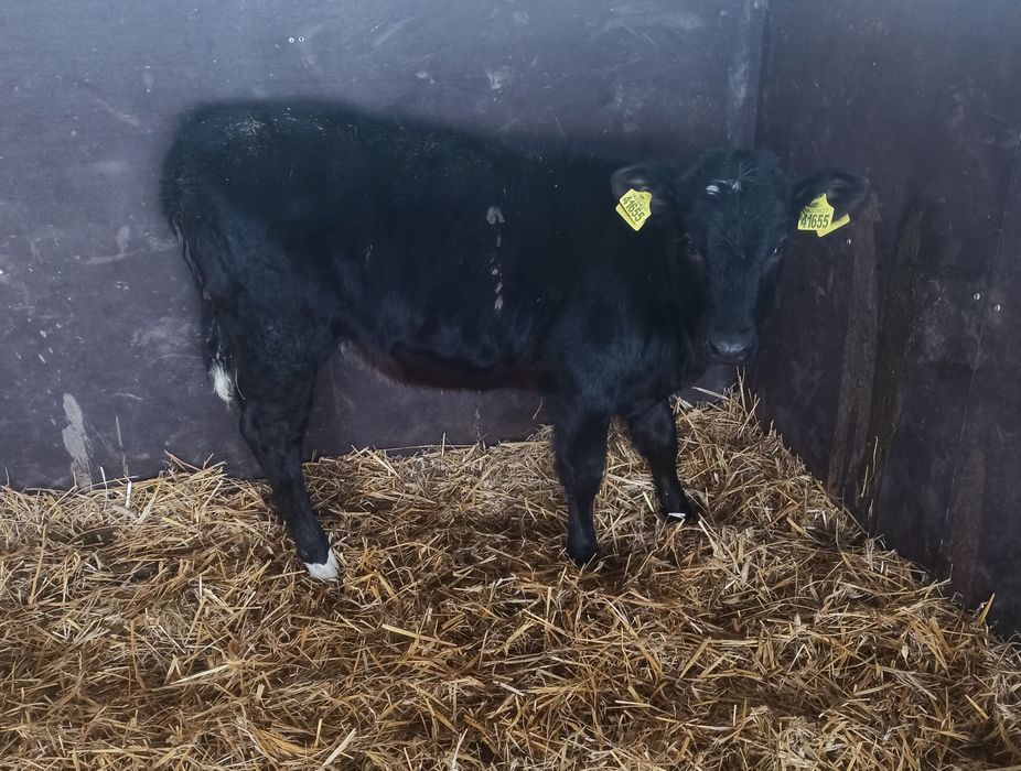 Jałówka mięsna LM 4msc