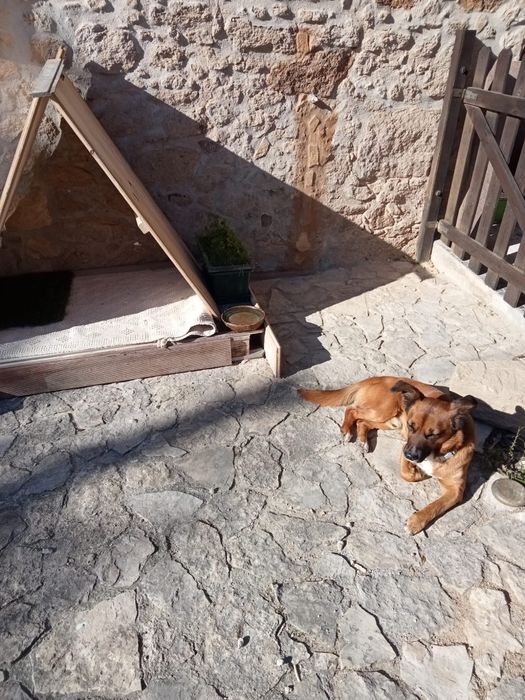 Cão para adoção/doação