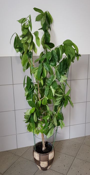 Jackfruit chlebowiec drzewko 150 cm