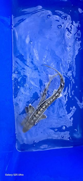 Jesiotr Rosyjski 30-40cm