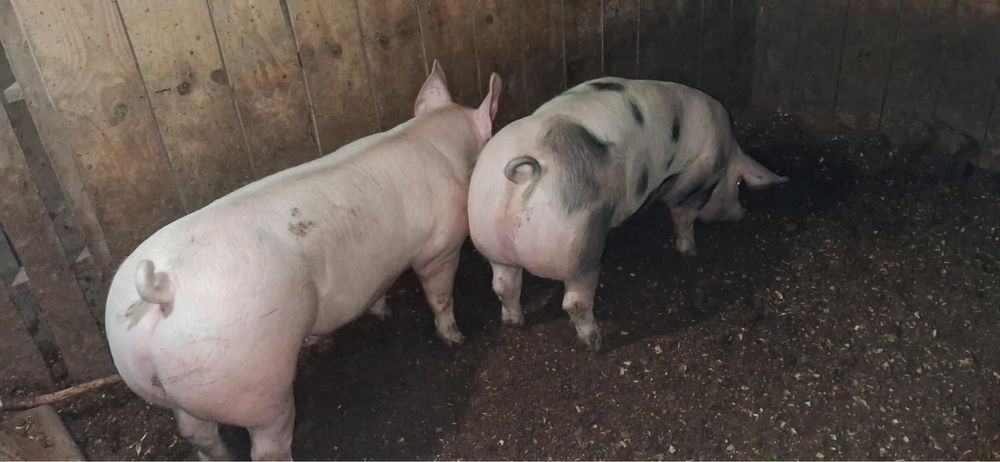 Vendo porcos cx pietran