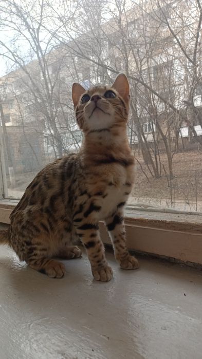 Бенгальські кошенята від клубу