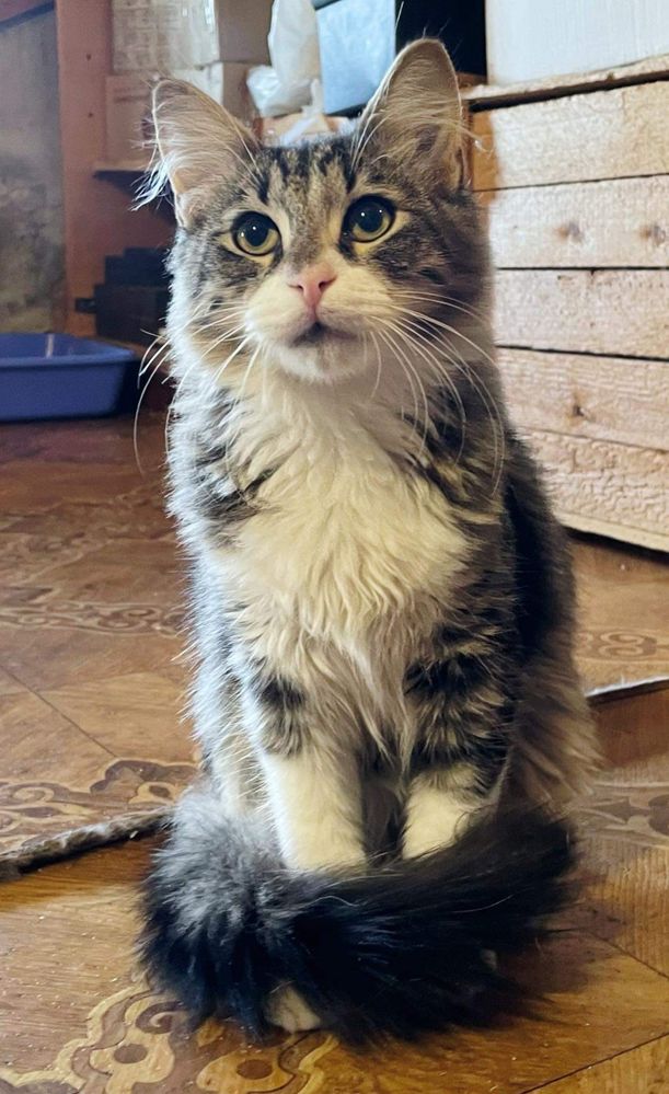 Котик, кошеня, кіт: Безкоштовно - Безкоштовно (тварини і в'язка) Львів ...