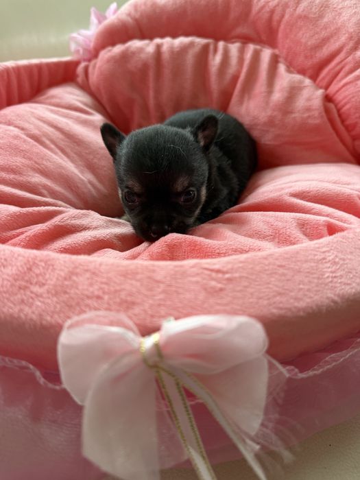 Chihuahua dziewczynka xxs