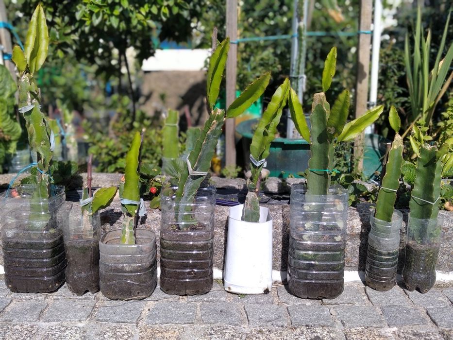 Plantas de pitaya