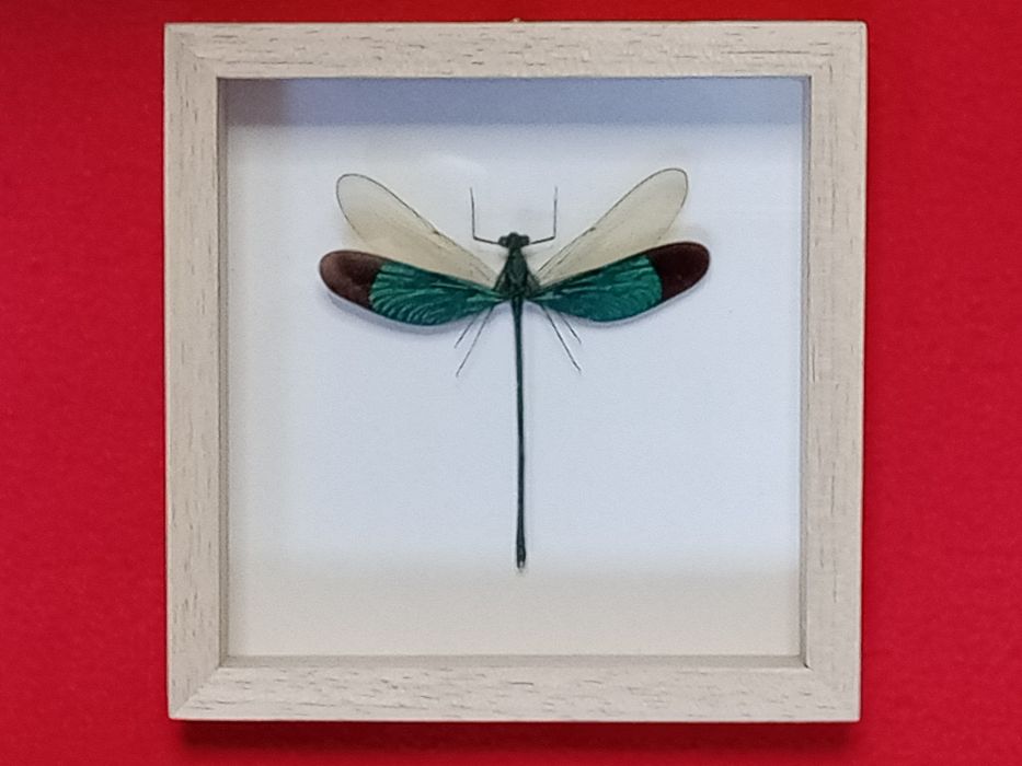 Ważka w ramce 12x12cm . Neurobasis chinensis - Indonezja