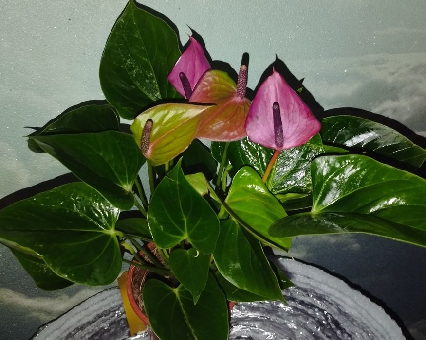 Продам дільонки антуріума