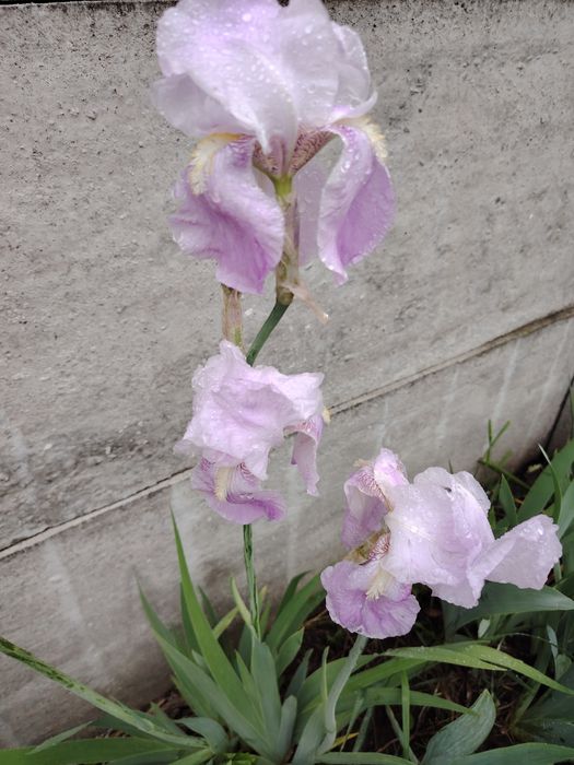 Продам Іриси сортові великі