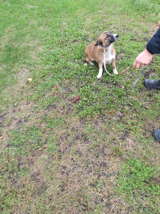 Odam w dobre ręce psa