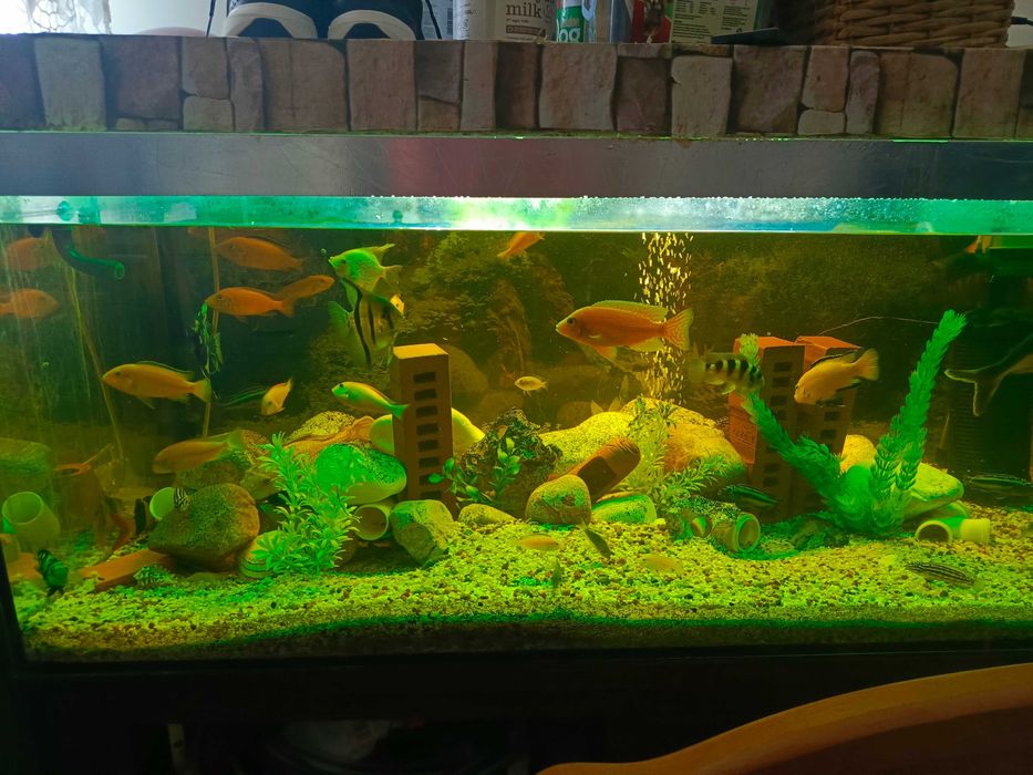 Akwarium 360l z rybkami