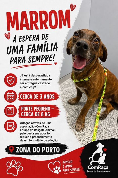Cão macho para adoção responsável