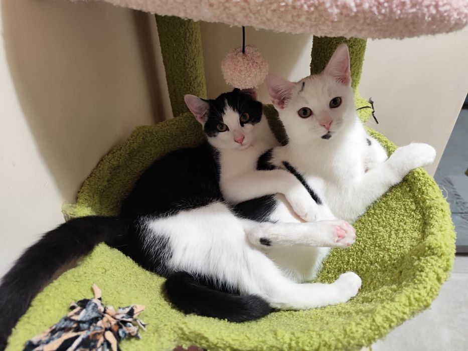 Cudowne rodzeństwo szuka wspólnego domu