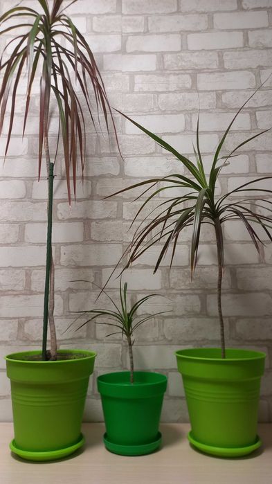 Комнатное дерево-кустарник драцена