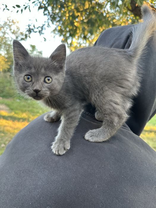 Ласкаві кошенята
