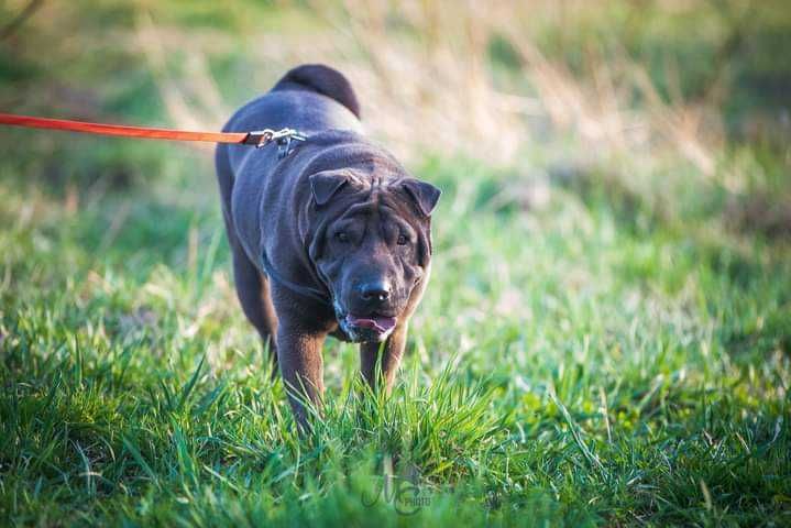 Shar pei dla doświaczonych opiekunów