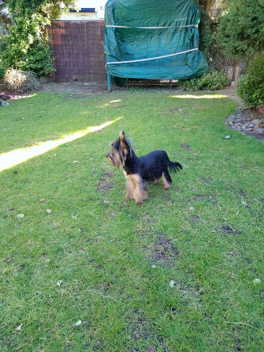 Sprzedam Yorkshire Terrier