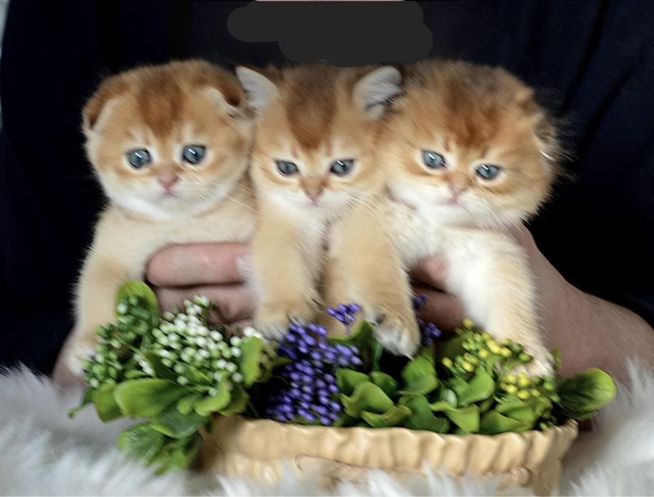 Дівчатка та хлопчики золота шиншила