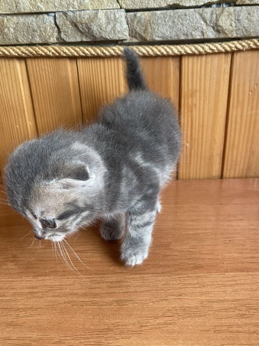 Продається кошеня дівчинка
