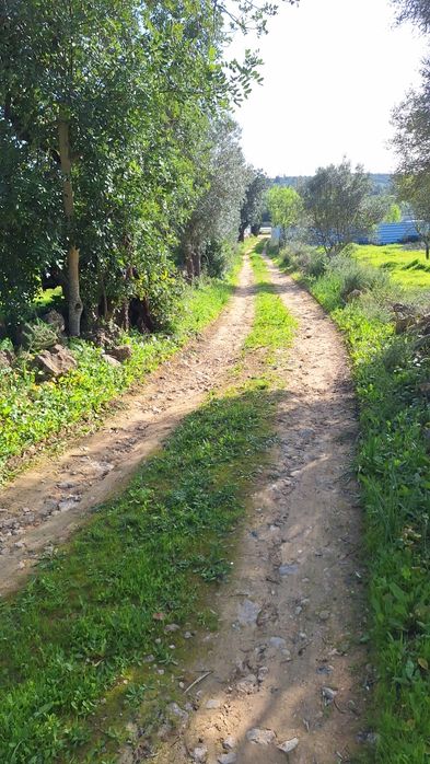 Alugo / vendo terreno Aroal Boliqueime  bom acesso.