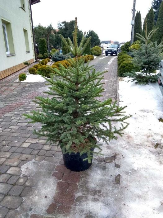 Choinka świąteczna żywa świerk srebrny pospolity jodła cięte doniczka