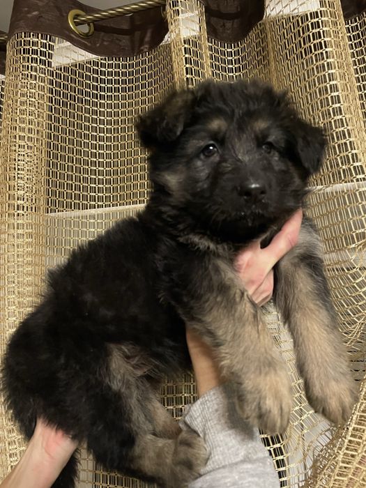 Щенки немецкой овчарки