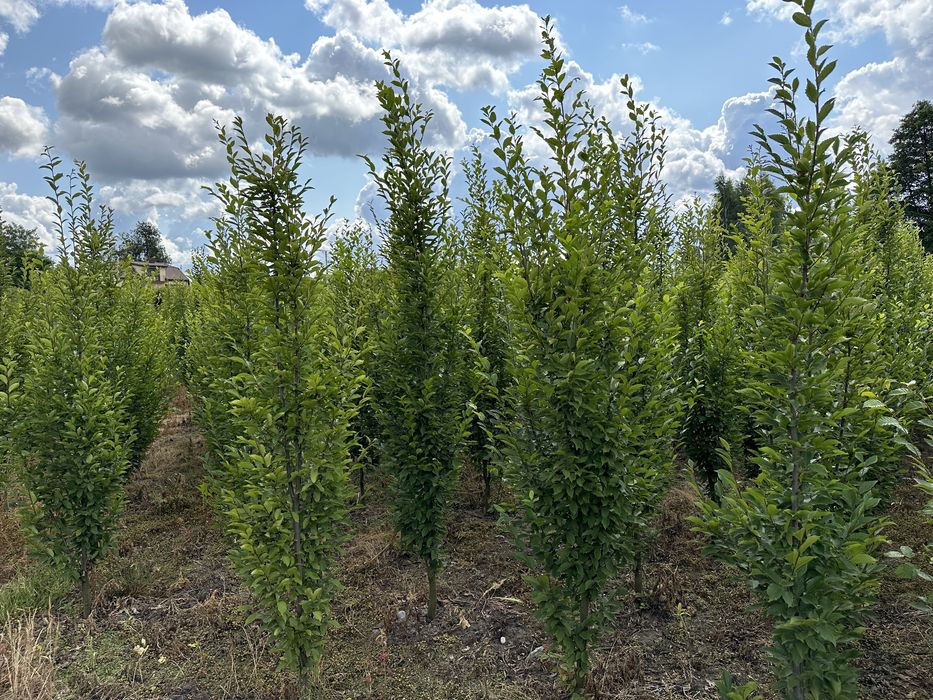 Grab FASTIGIATA kolumnowy 12-14cm (Carpinus betulus)