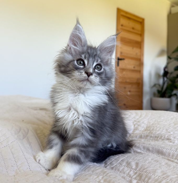 Śliczny kocurek Maine Coon