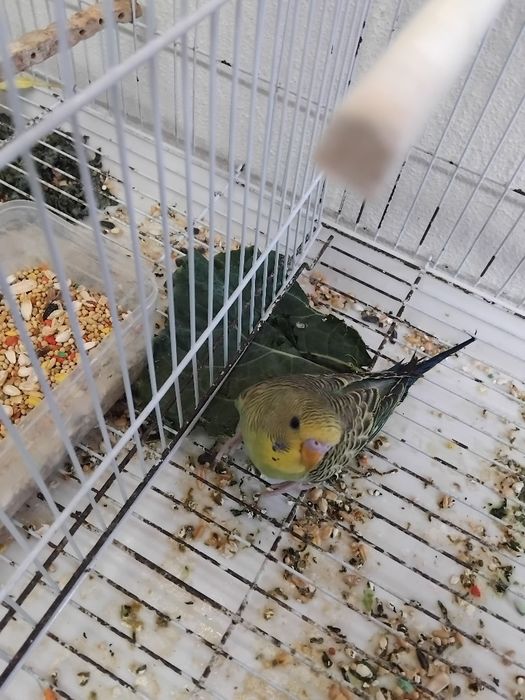 Vendo piriquitos novos não são anilhados  muitos bonitos.