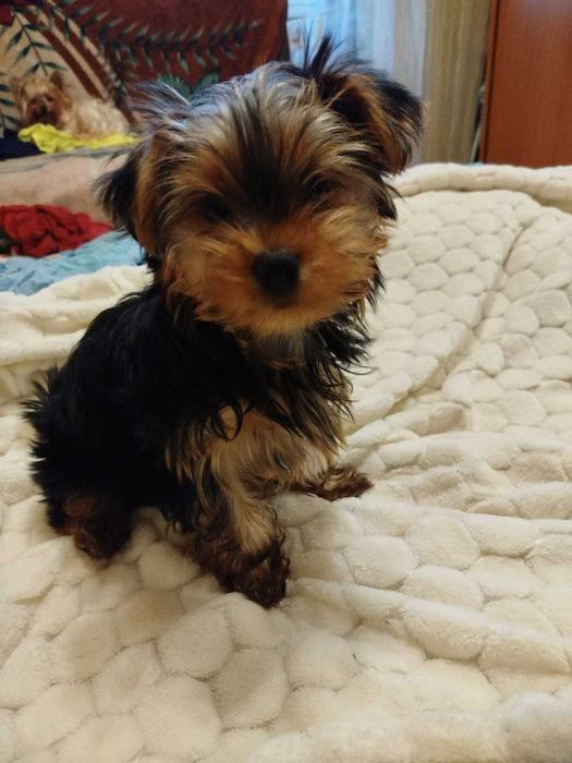 Йоркширський тер'єр цуценя хлопчик. Є родовід, документи та щеплення.
