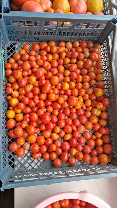 Насіння помідорів чері круглі