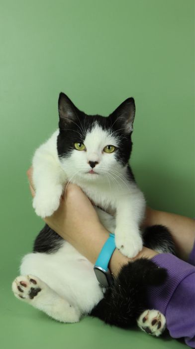 Киця, котеня 5 місяців, кошка, котики, котёнок, котята з притулку