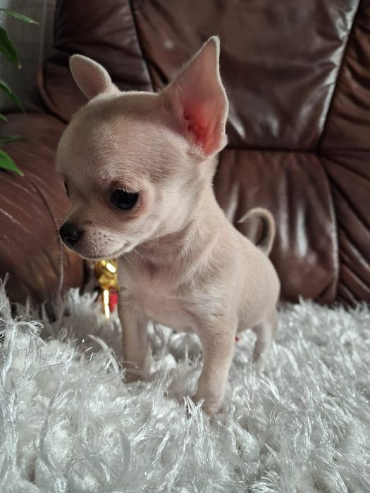 Śliczna suczka chihuahua