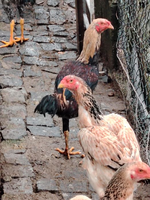 Galinhas Índio Gigante