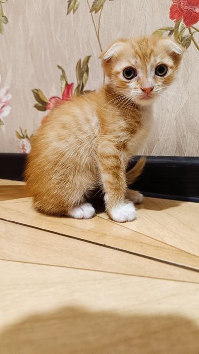 Продам вислоухих котят