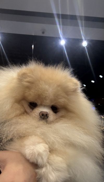 Померанчик только в любимцы
