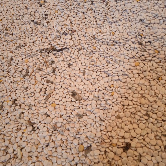 Люпин солодкій сорт Дега