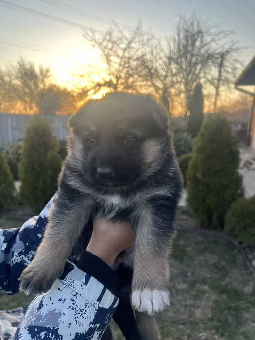 Цуценята німецька вівчарка чисто кровна