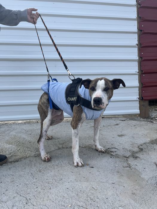 Adoção MILAGRE para um Cão Especial