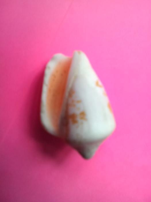 Продам ракушки недорого