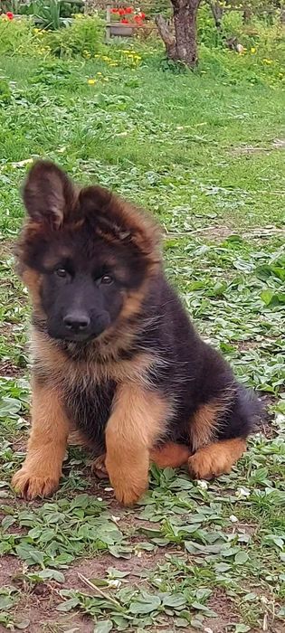 Високопорідні цуценята нім.вівчарки