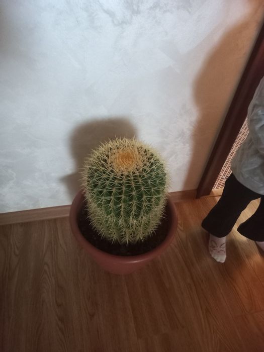 Продам наш кактус