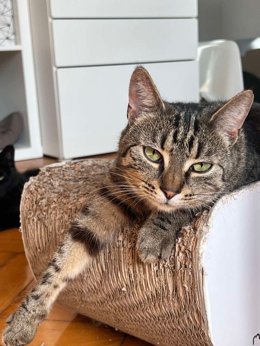 Fajna kotka szuka domu