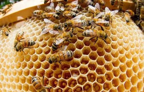 Натуральный яблочный домашний  уксус  Яблуневий оцет не фильтрованный