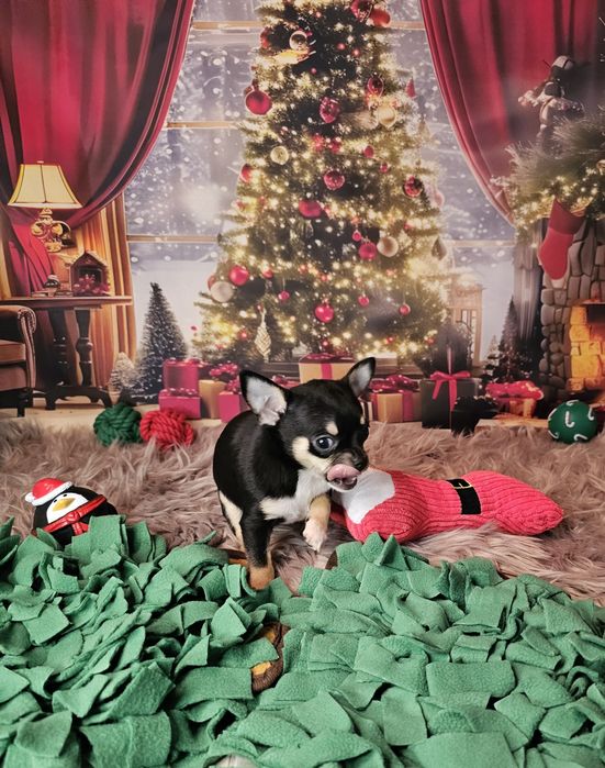 ***Chihuahua piesek biszkopt tricolor czarny xs ***