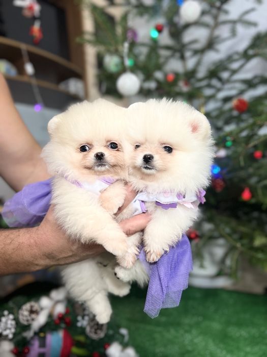 Шпицы щеночки